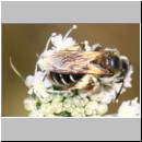 Andrena propinqua - Sandbiene w01c 10mm - OS-Hellern Waldwiese det.jpg